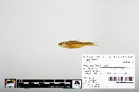 Notropis hudsonius image