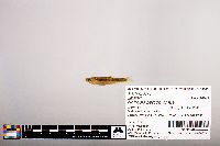 Notropis percobromus image