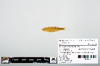 Notropis atherinoides image