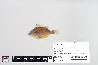 Lepomis gibbosus image