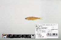 Notropis hudsonius image