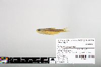 Notropis hudsonius image