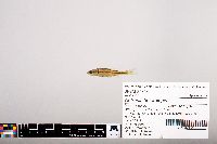 Notropis heterolepis image