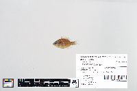 Lepomis gibbosus image