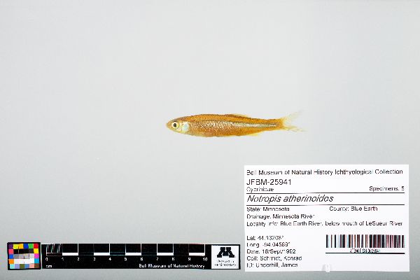 Notropis atherinoides image