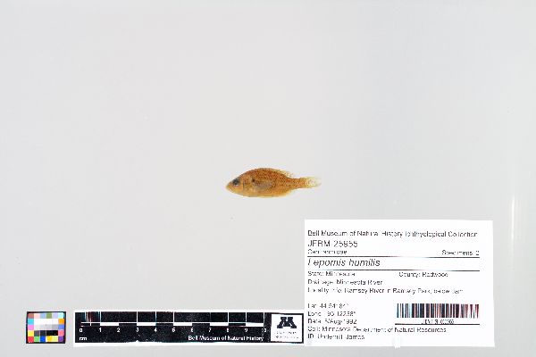 Lepomis humilis image