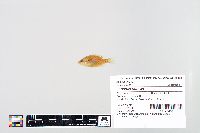 Lepomis humilis image