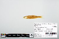 Notropis atherinoides image