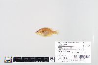 Lepomis humilis image