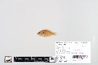 Lepomis humilis image
