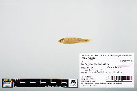 Notropis atherinoides image