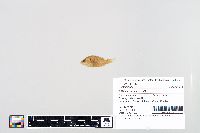 Lepomis humilis image