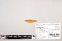 Notropis stramineus image