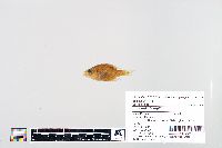 Lepomis humilis image