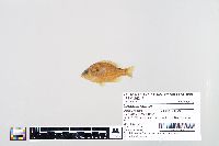 Lepomis humilis image