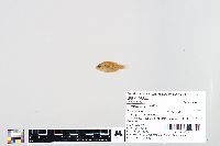 Lepomis humilis image