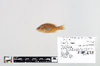 Lepomis humilis image