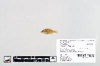 Lepomis humilis image