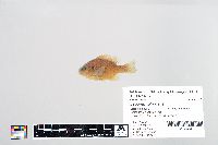 Lepomis gibbosus image