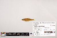 Notropis stramineus image