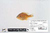 Lepomis gibbosus image