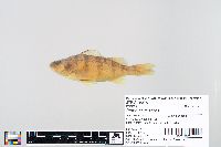 Perca flavescens image