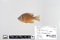 Lepomis macrochirus image