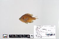 Lepomis macrochirus image