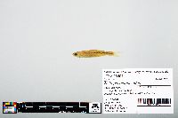 Notropis atherinoides image