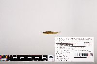 Notropis heterolepis image