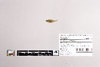 Apeltes quadracus image