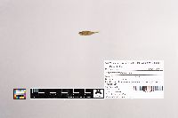 Apeltes quadracus image