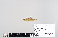 Perca flavescens image