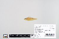 Perca flavescens image