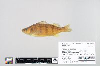 Perca flavescens image