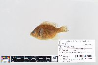 Lepomis gibbosus image