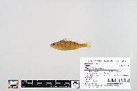 Perca flavescens image