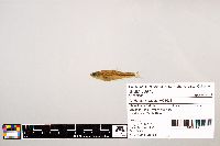 Notropis stramineus image