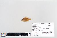 Lepomis gibbosus image