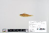 Perca flavescens image