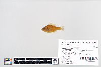 Lepomis gibbosus image