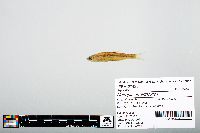 Notropis atherinoides image