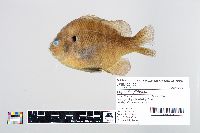 Lepomis gibbosus image