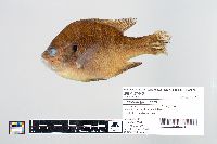 Lepomis gibbosus image