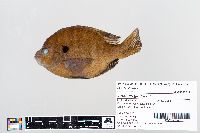 Lepomis gibbosus image