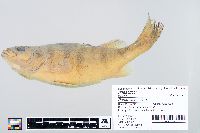 Perca flavescens image