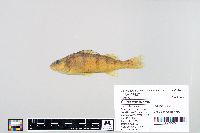 Perca flavescens image