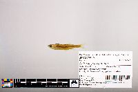 Notropis percobromus image