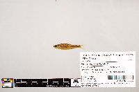 Notropis stramineus image