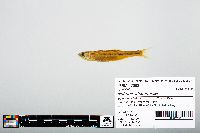 Notropis atherinoides image